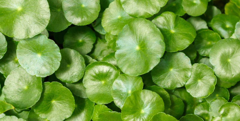 Centella Asiática Portada Blog