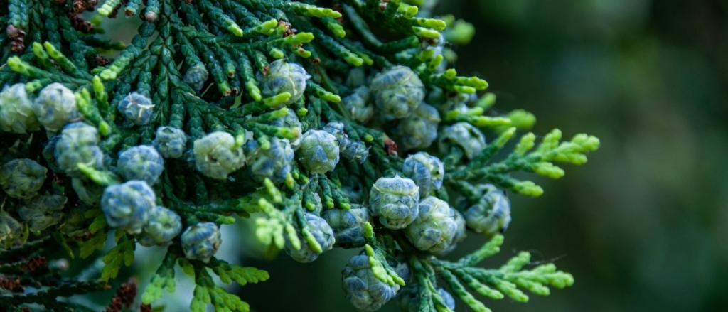Ciprés: propiedades y beneficios