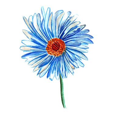 Extracto de margarita azul