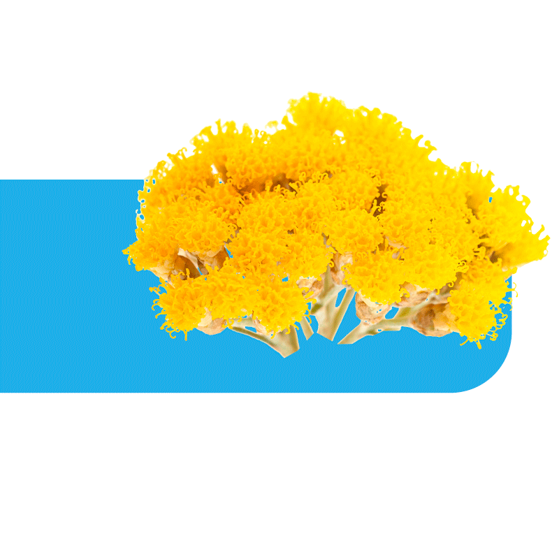 Ingredientes para la prevención de estrías: extracto de flores y aceite de la Siempreviva del Monte