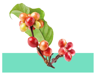 Ingrediente café verde