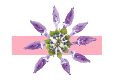 Combinación plantas de acción anticelulítica