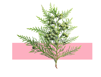 Ingrediente aceite de ciprés