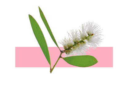 Ingrediente aceite niauli