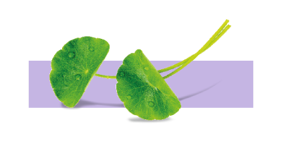 Ingrediente Extracto Seco de Centella Asiática purificada