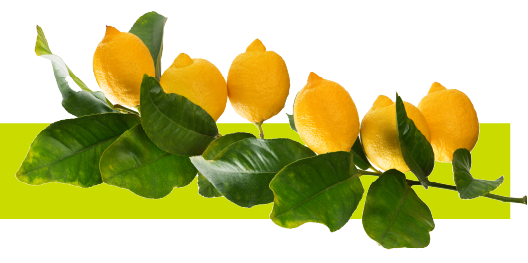 Green Bean Extract y Rutina