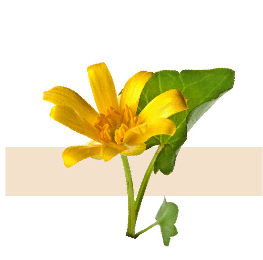Extracto de Ficaria Ranunculoide ( Lesser Celandine):