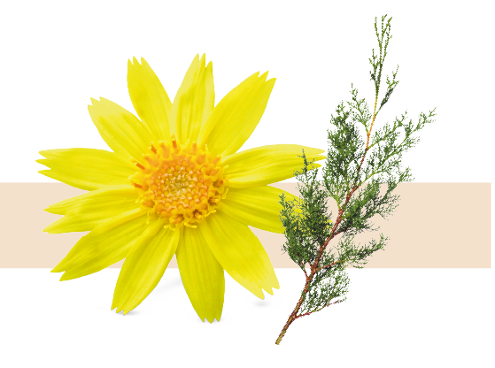 Extracto de Arnica y Ciprés