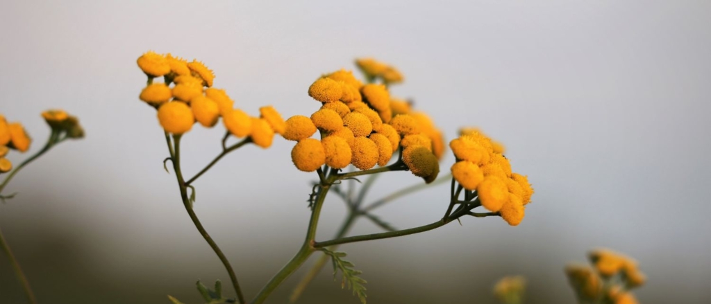 Siempreviva: propiedades para la piel