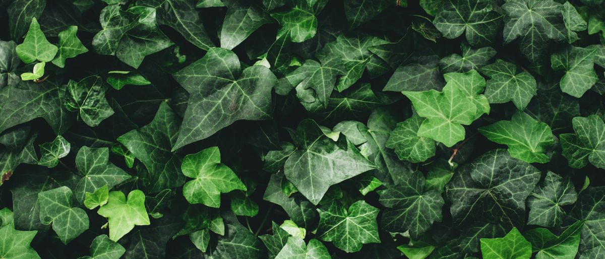 Propiedades de la hiedra