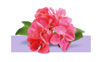 Icono aceite de geranio de los ingredientes vientre plano